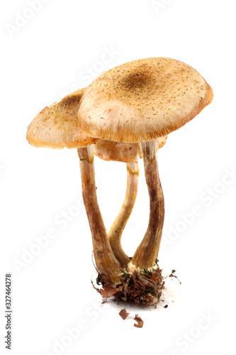 Growing honey agarics