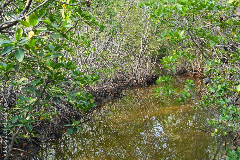 Turbid water with green leaf bush and brown roots in mangrove forest at Khao Sam Roi Yot National Park , Thailand Turbid water with green leaf bush and brown roots in mangrove forest at Khao Sam Roi Yot National Park , Thailand