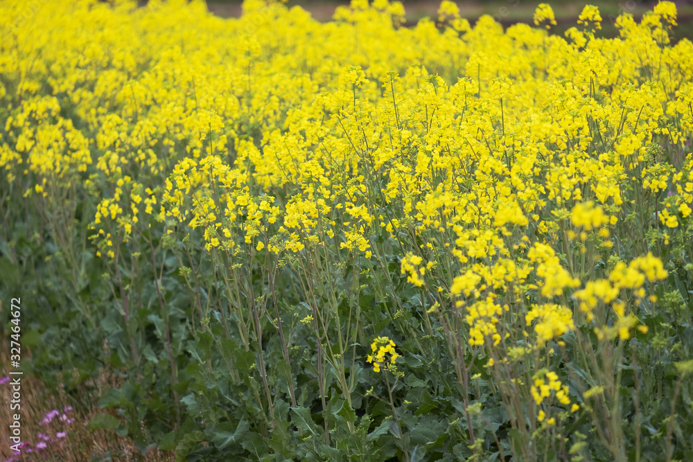 菜の花畑 菜の花畑