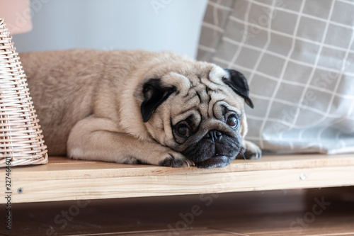Cute dog pug breed lying and sleep on ground with funny face feeling so relax and comfortable © 220 Selfmade studio