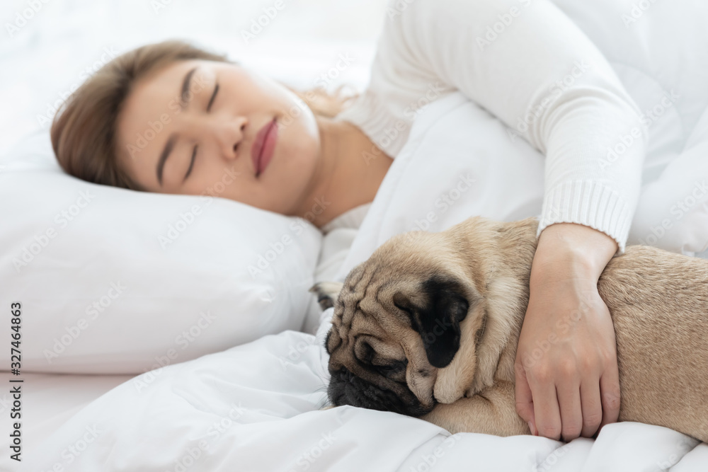 woman hug dog pug breed and sleep in cozy white bedroom relax and comfortable in living room woman hug dog pug breed and sleep in cozy white bedroom relax and comfortable in living room