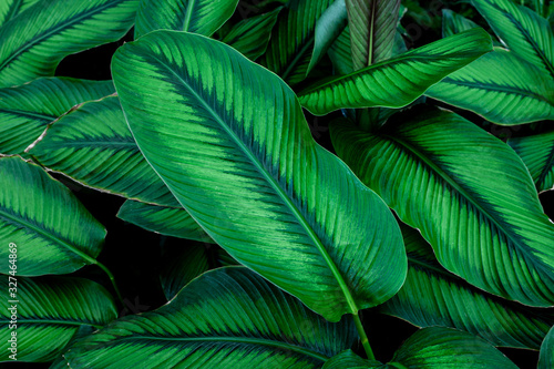 green leaves nature  background  closeup leaves texture  tropical leaves