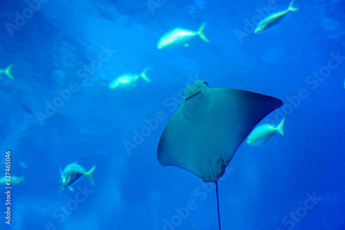 Sea life, a stingray swimming in clear water with variety of sea fishes in background