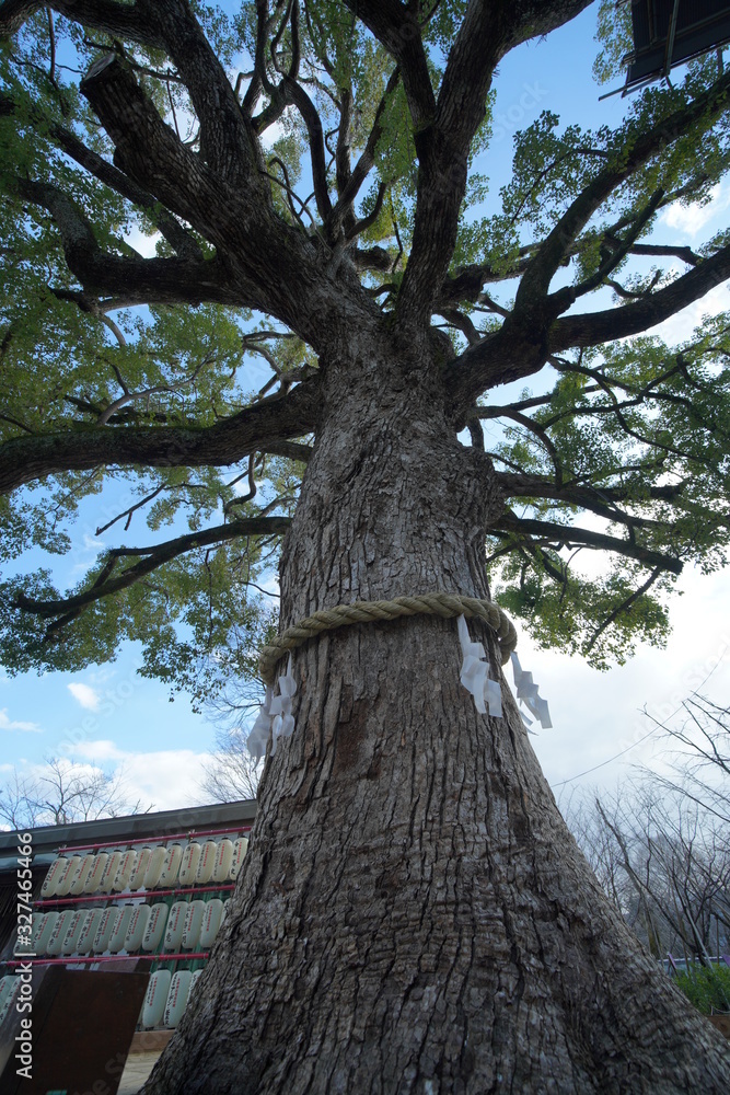 Fototapeta premium 京都の庭園の風景