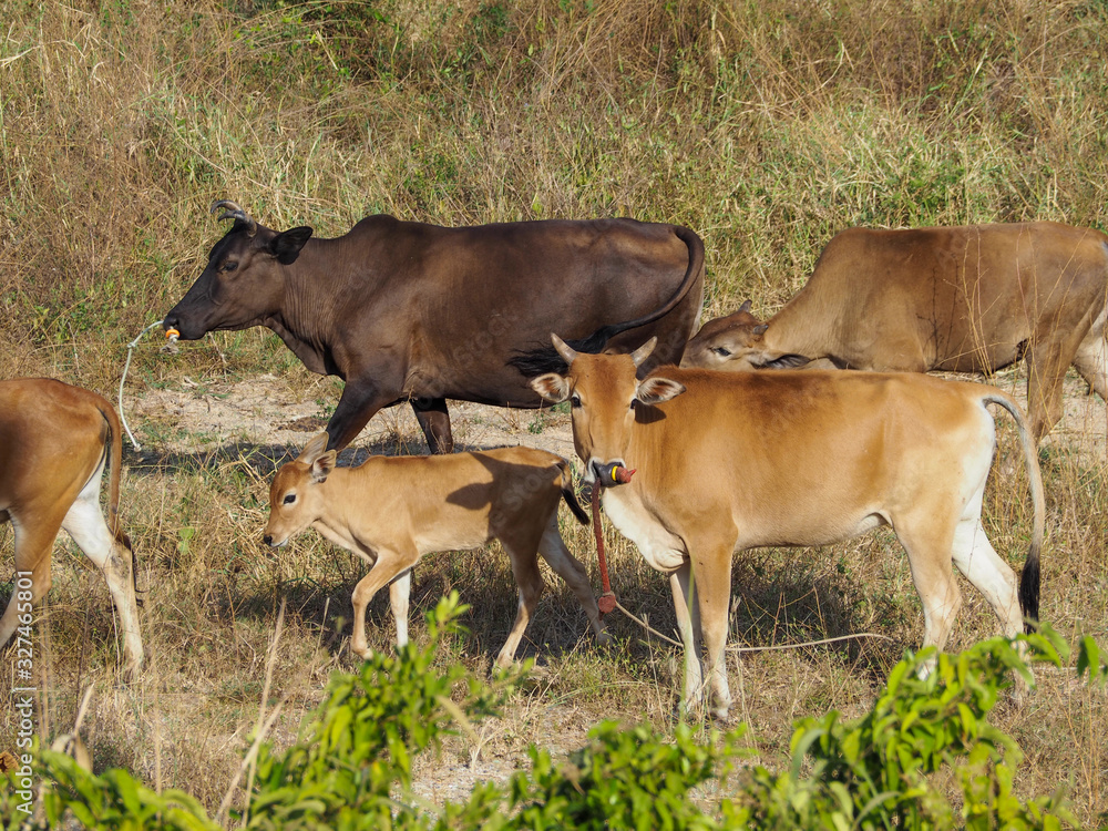 custom made wallpaper toronto digitalCow in the field