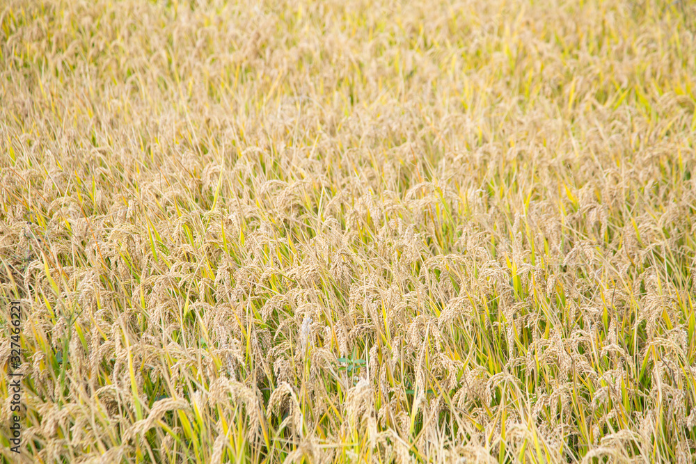 Rice harvest under blue sky and white clouds Rice harvest under blue sky and white clouds