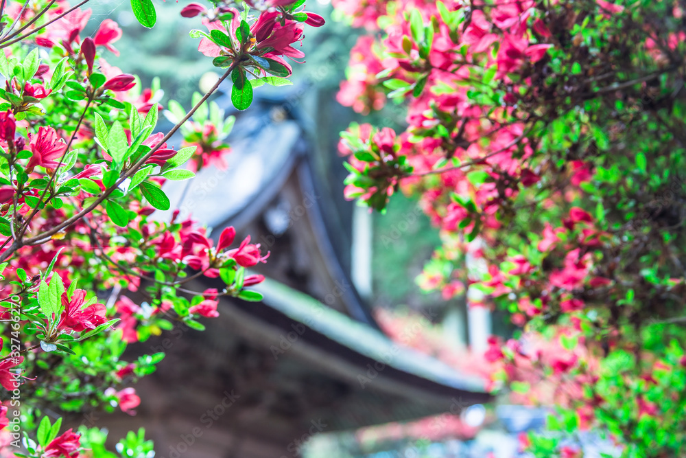 Fototapeta premium ピカピカの新緑を見にいこう！