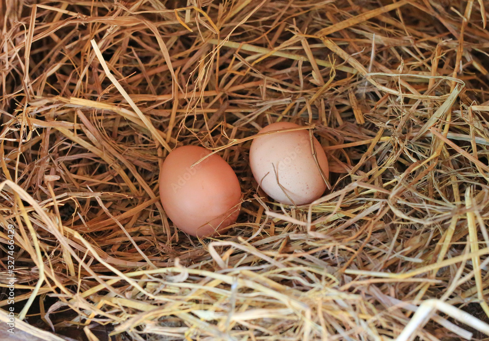 Two eggs lie on the background of hay