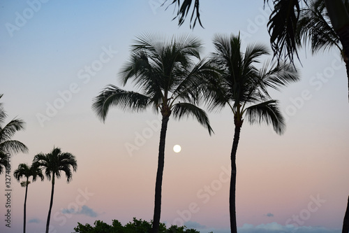 Hawaii Palms © Geno