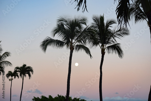 Hawaii Palms