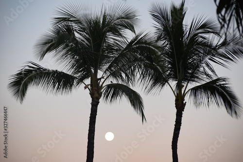 Hawaii Palms