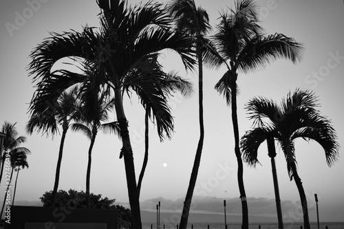 Hawaii Palms