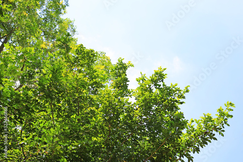 Tree leaf and branches in the garden against sky background with copy space.
