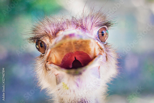 Close up portrait of angry funny ostrich animal looking at camera with open mouth. Head of camel exotic bird (Struthio camelus) in national park. Nature background.. © Евгений Шемякин