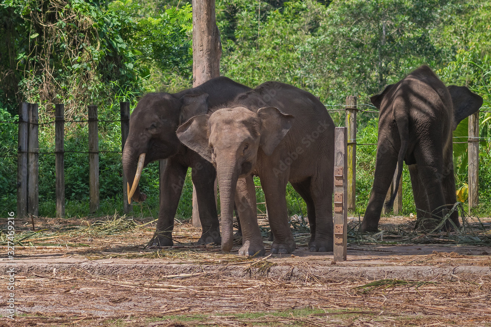 The smallest Borneo Pygmies elephants in the Lok Kawi Wildlife Park