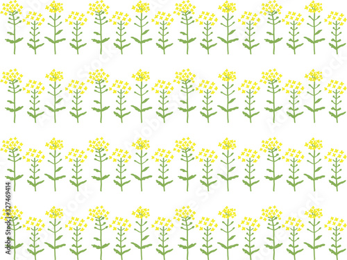 菜の花