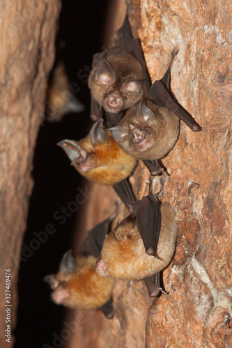 Intermediate Horseshoe Bat  Rhinolophus affinis .