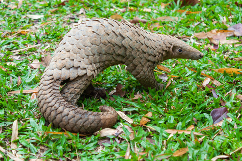 Java Pangolin (manis javanica) on green grass. It was smuggled in Asia. Because it is popularly consumed and its scales are an ingredient in Chinese medicine. Wildlife crime.