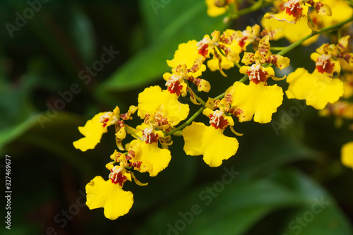 Oncidium orchid, bright yellow flowers.