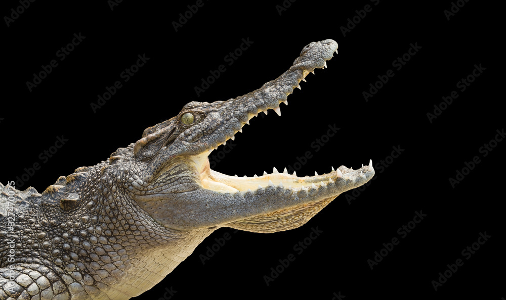 Obraz premium krokodyl na czarnym tle.