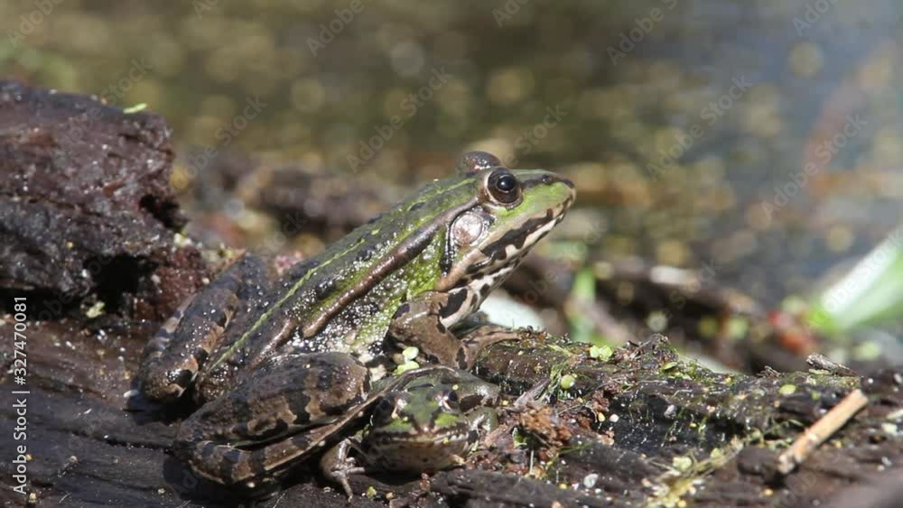 Green frog from Kopacki rit, Croatia Green frog from Kopacki rit, Croatia