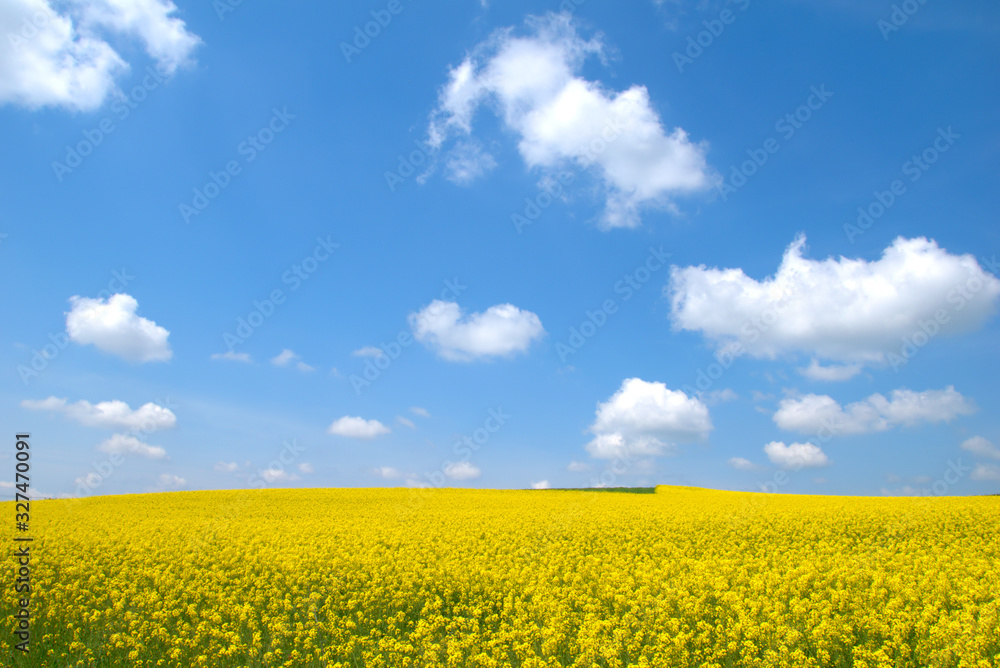 rapeseed meadows , spring sky in the plain , yellow with blue and green landscape .