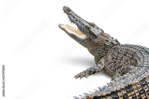 crocodile on a white background.