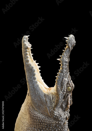 crocodile on a black background.
