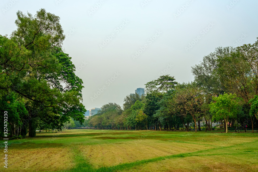 Naklejka premium Beautiful evening light in public park with green grass field and green fresh tree plant