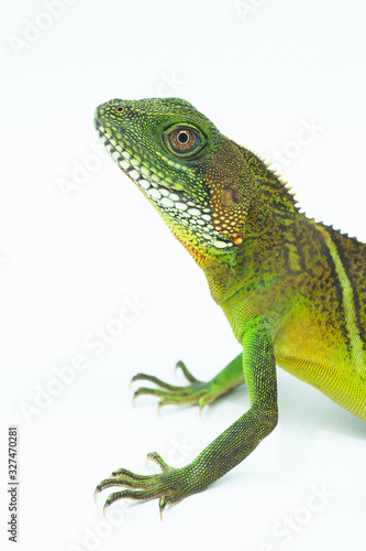 Green lizards.Chinese water dragon.