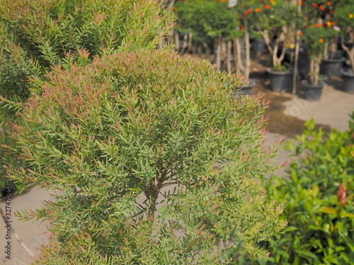 Close-up  Ellwood's Gold (Chamaecyparis Lawsoniana), known as Port Orford cedar or Lawson cypress growing in garden nature blurred background.
