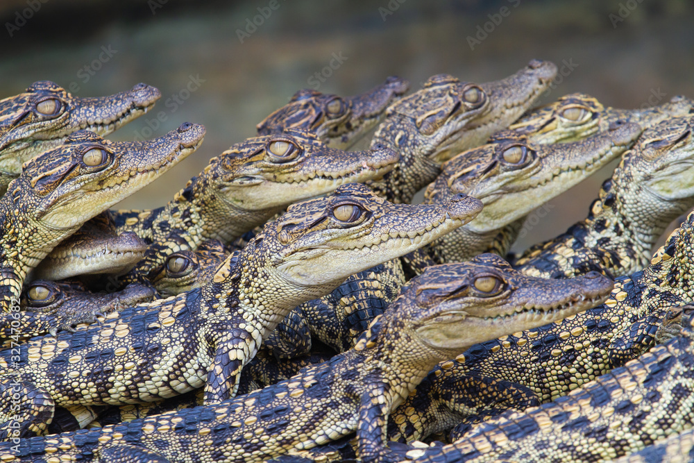 Fototapeta premium Baby crocodiles. Hybrid crocodile.