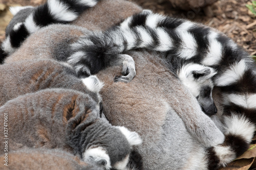 Sleeping Ring-tailed Lemurs.  © Grantat