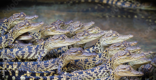 Baby crocodiles. Hybrid crocodile.