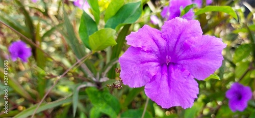 pink flowers in the garden Flowers  flowers  wild flowers  purple flowers  flower photography  relax  travel  home and garden  background  business  flower shop