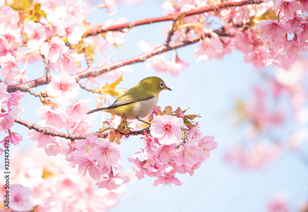 Cherry blossoms birds Japanese White-eye Cherry blossoms birds Japanese White-eye