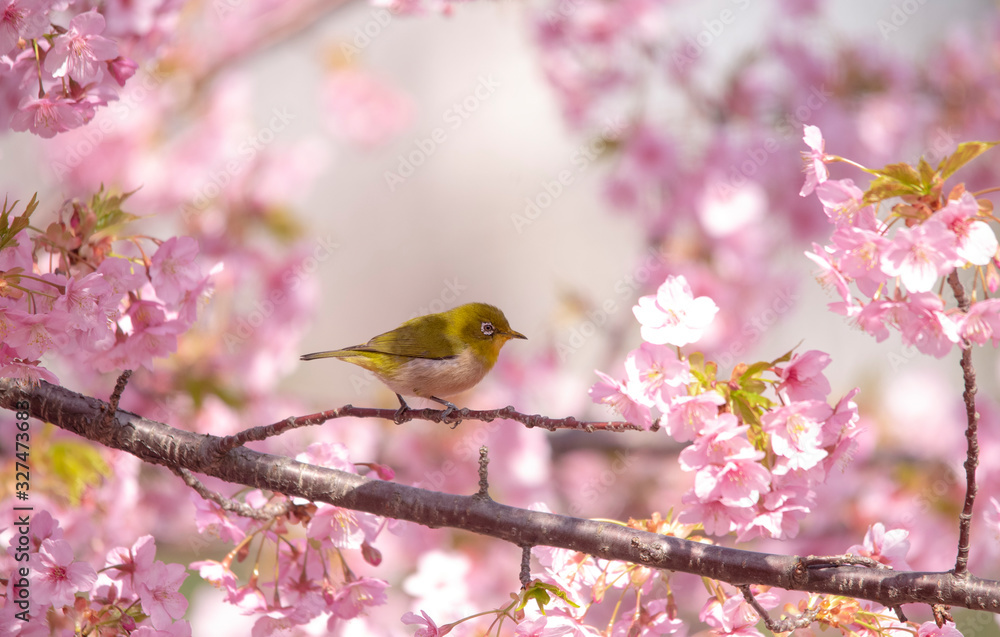 sakura Cherry blossoms sakura Cherry blossoms