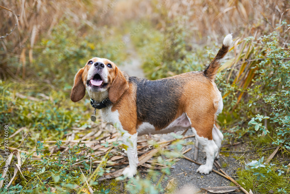 Happy beagle dog having fun on then green grass