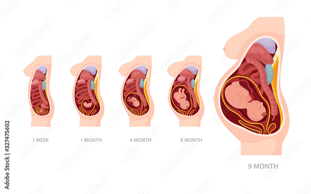 Normal Pregnancy Anatomy stages from conception to childbirth.