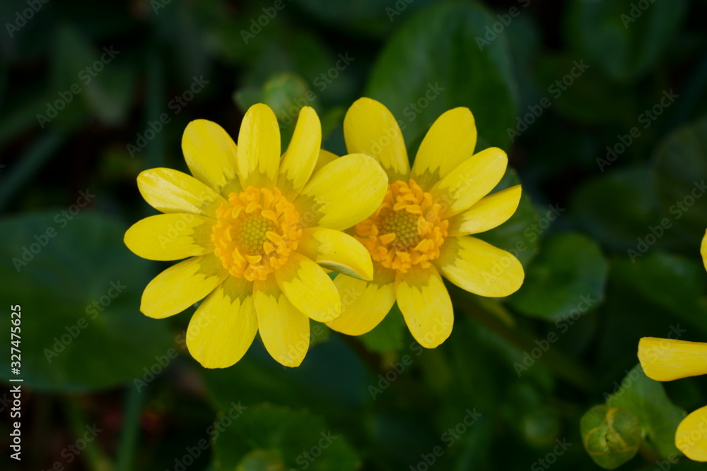 黄色鮮やかなリュウキンカの花が咲く 黄色鮮やかなリュウキンカの花が咲く