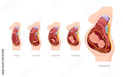 Normal Pregnancy Anatomy stages from conception to childbirth.