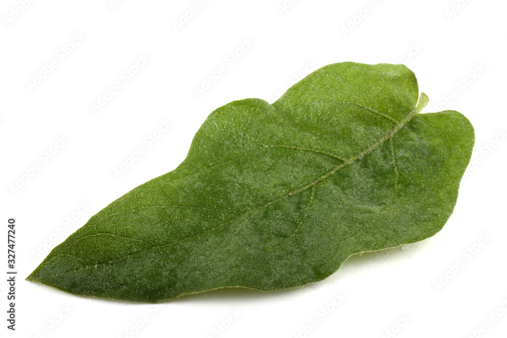 Fototapeta premium Aubergine leaf