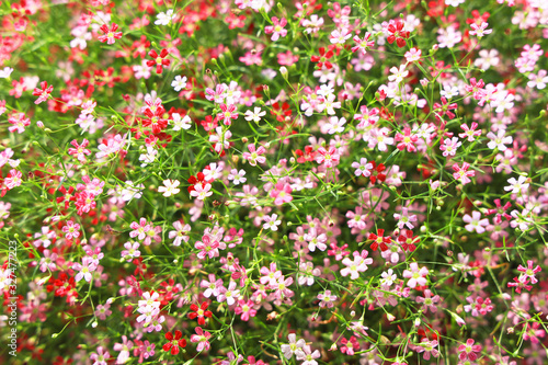 Small, red and pink flowers Beautiful greens in the garden decoration © Thachakrit