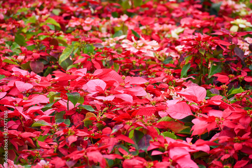 Poinsettia red hues grown in Mexico farm.