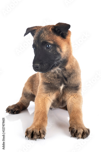 puppy malinois in studio © cynoclub