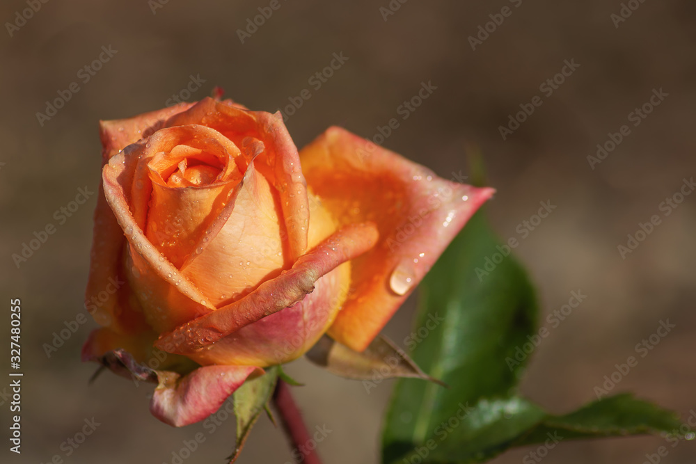 pink-orange rose flower, covered with water droplets, pink-orange rose flower, covered with water droplets,