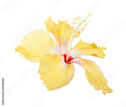Fototapeta Naklejka Na Ścianę i Meble -  yellow flower isolated on white background