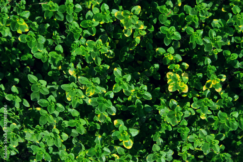 Fototapeta premium Blurry shot of green grass background. Abstract nature backdrop.