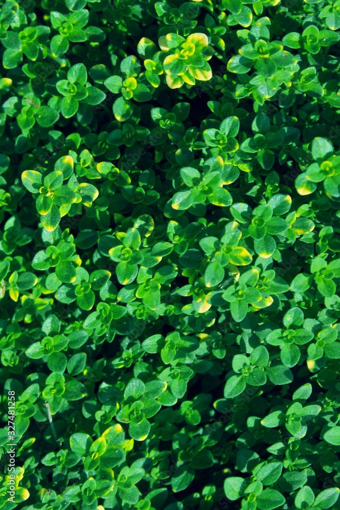 Fototapeta premium Blurry shot of green grass background. Abstract nature backdrop. 
