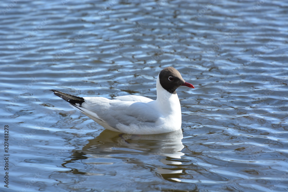 Seagull on Water Seagull on Water